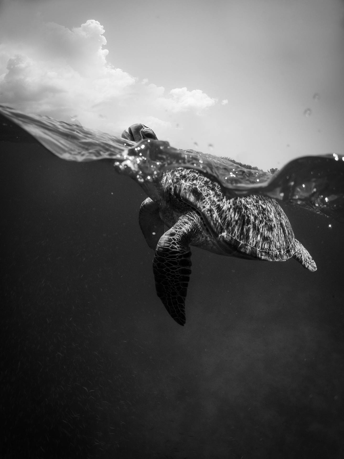 Majestic Monochrome Sea Turtle Wallpaper