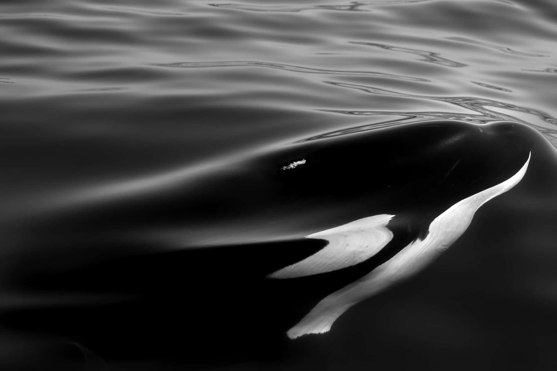 Monochrome Orca Zwemmen In Donkere Wateren Achtergrond