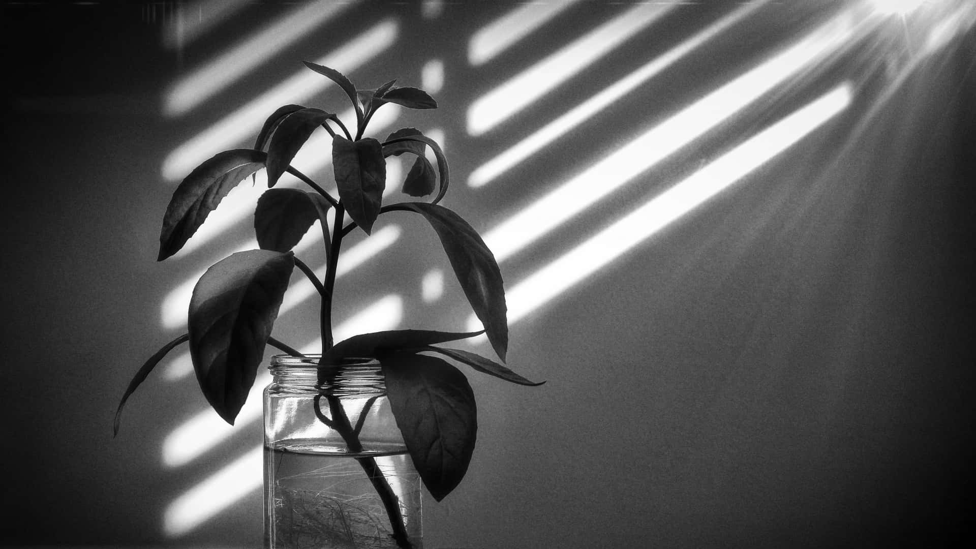 Monochrome Plant Sunbeam4 K Wallpaper