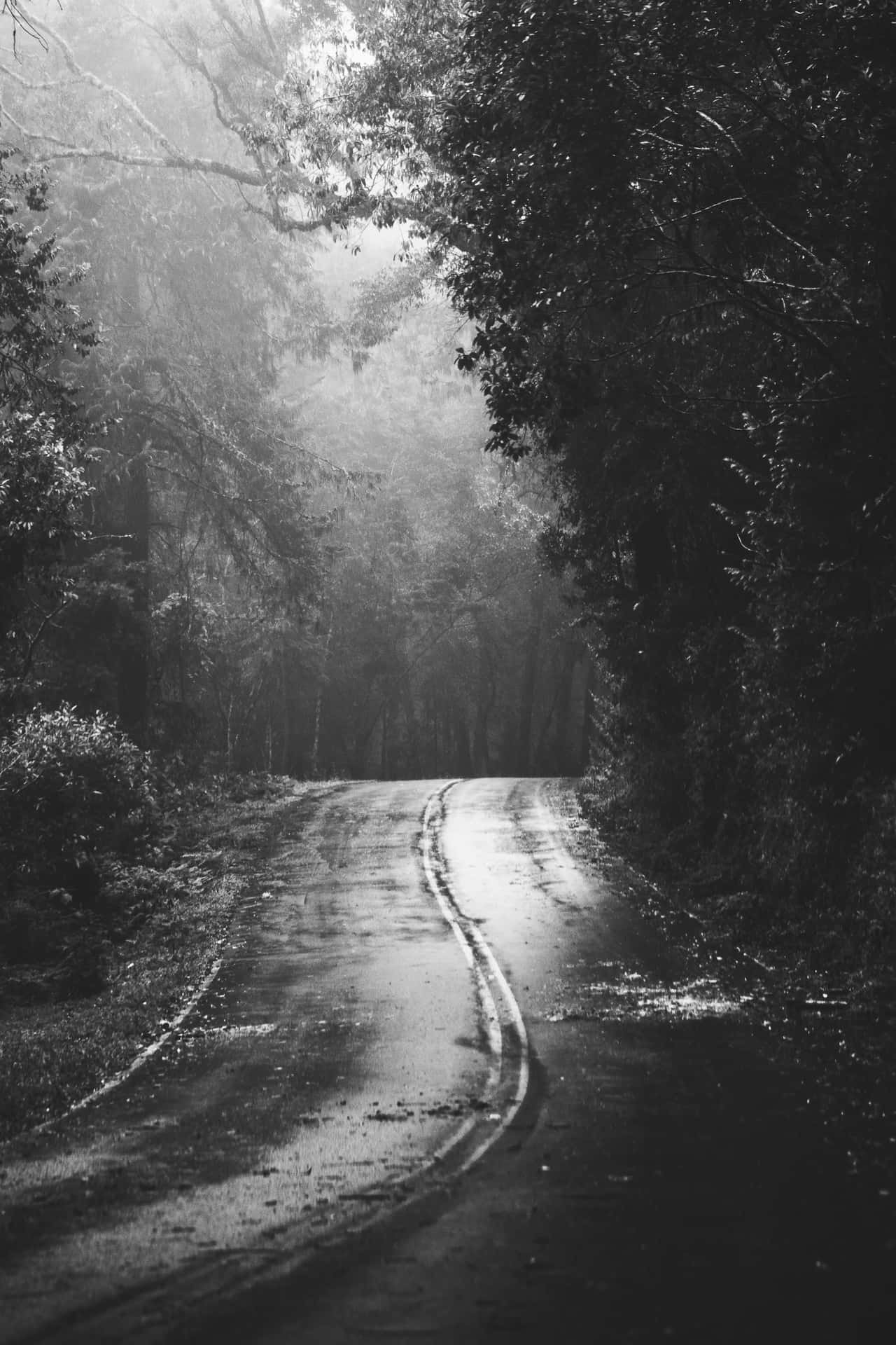 Monochrome Road With Gloomy Trees Wallpaper
