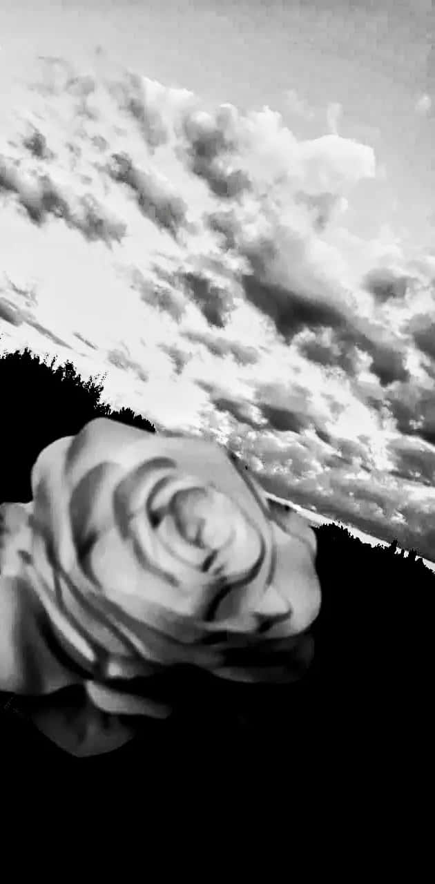 Monochrome Rose Against Sky Wallpaper