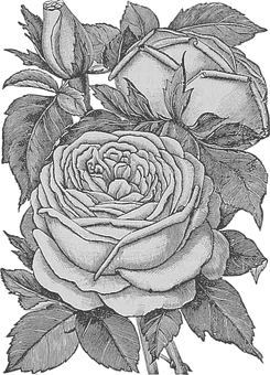 Monochrome_ Rose_ Sketch_ Artwork PNG