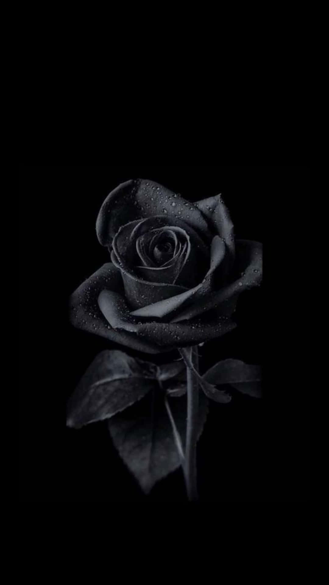 Monochrome Rose With Dewdrops Wallpaper