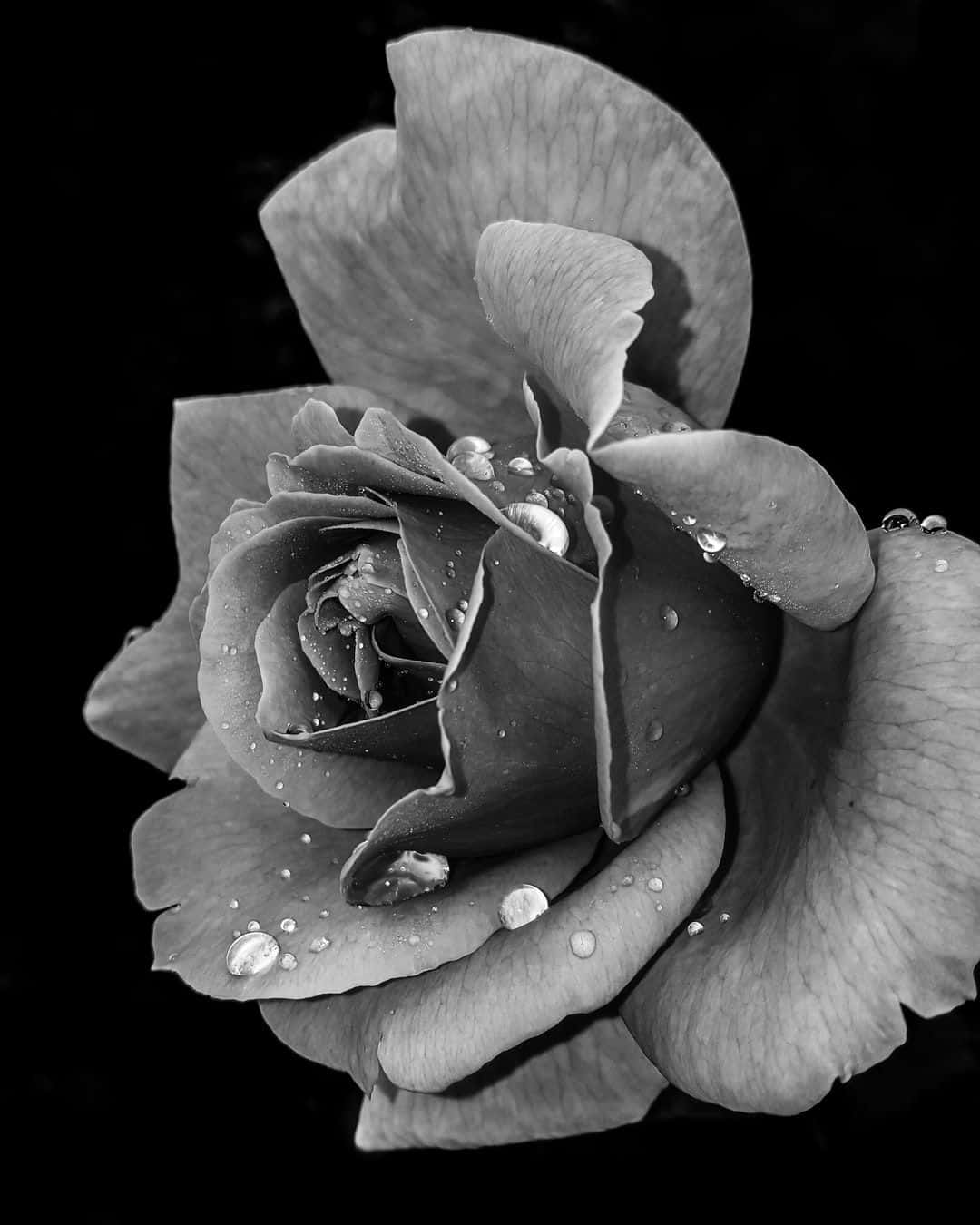 Monochrome_ Rose_ With_ Dewdrops.jpg Wallpaper