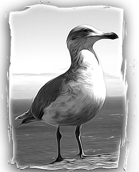 Monochrome Seagull Portrait PNG