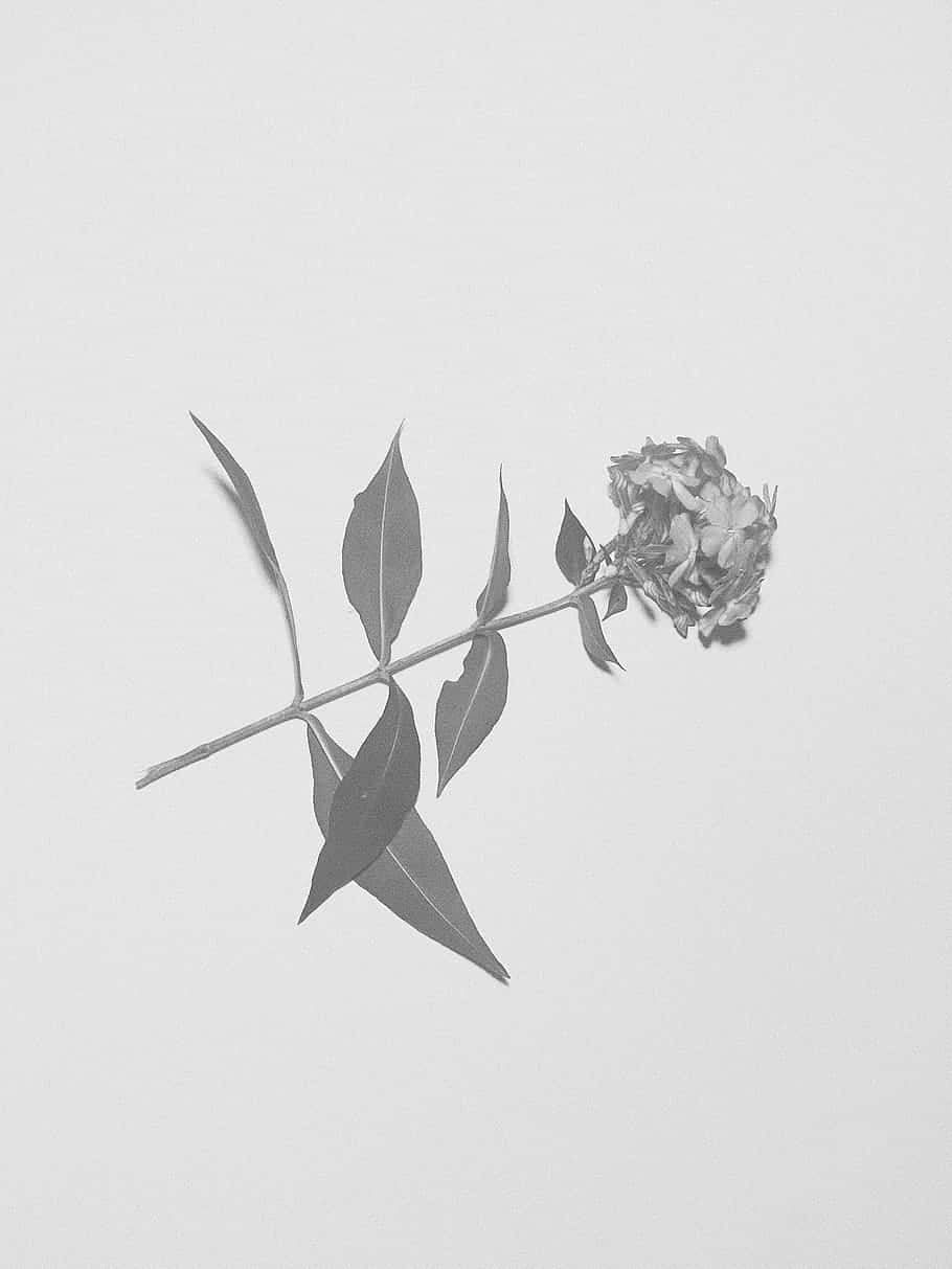 Monochrome Simplicity Flower Wallpaper