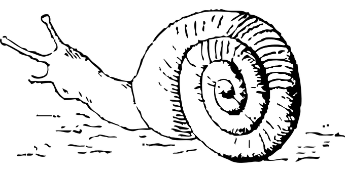 Monochrome Snail Shell Illustration PNG