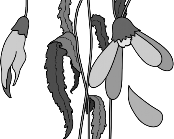 Monochrome Snowdrop Illustration PNG