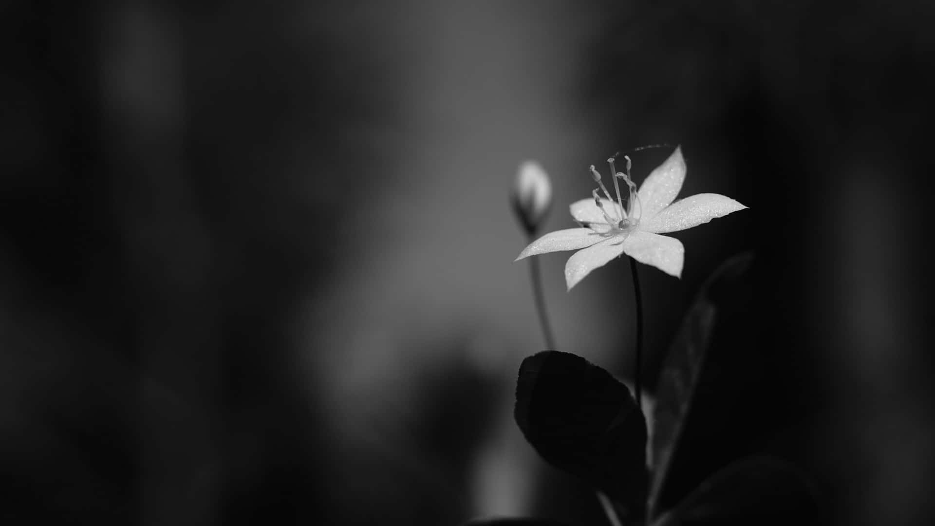 Monochrome Solitude Flower4 K Wallpaper