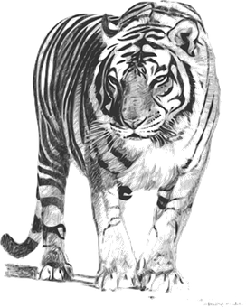 Monochrome Tiger Art PNG