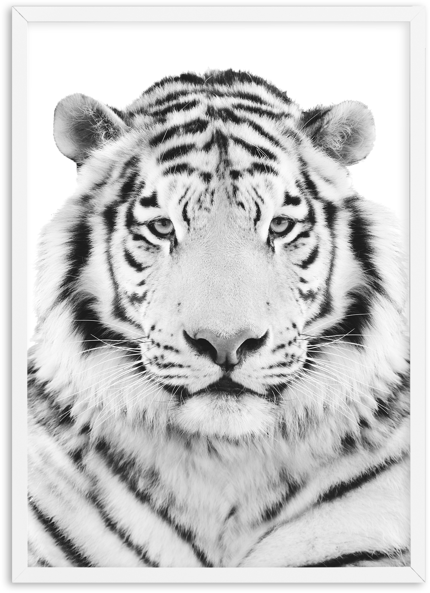 Monochrome Tiger Portrait PNG