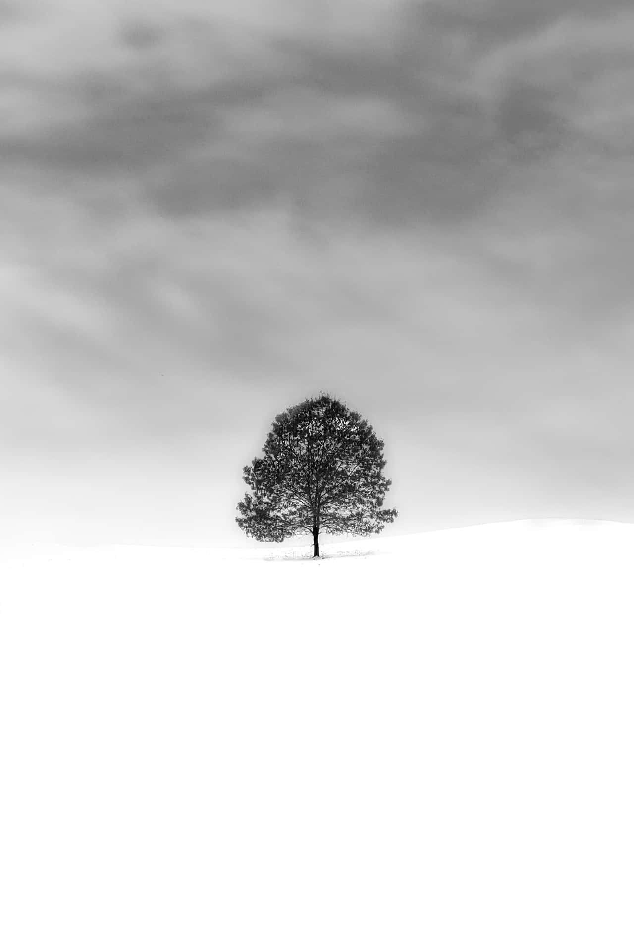 Solitary Tree in Monochrome Landscape Wallpaper