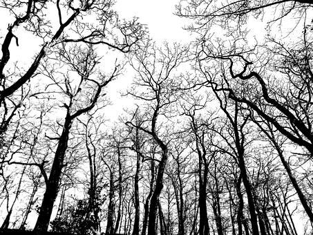 Monochrome_ Treetop_ Silhouettes PNG