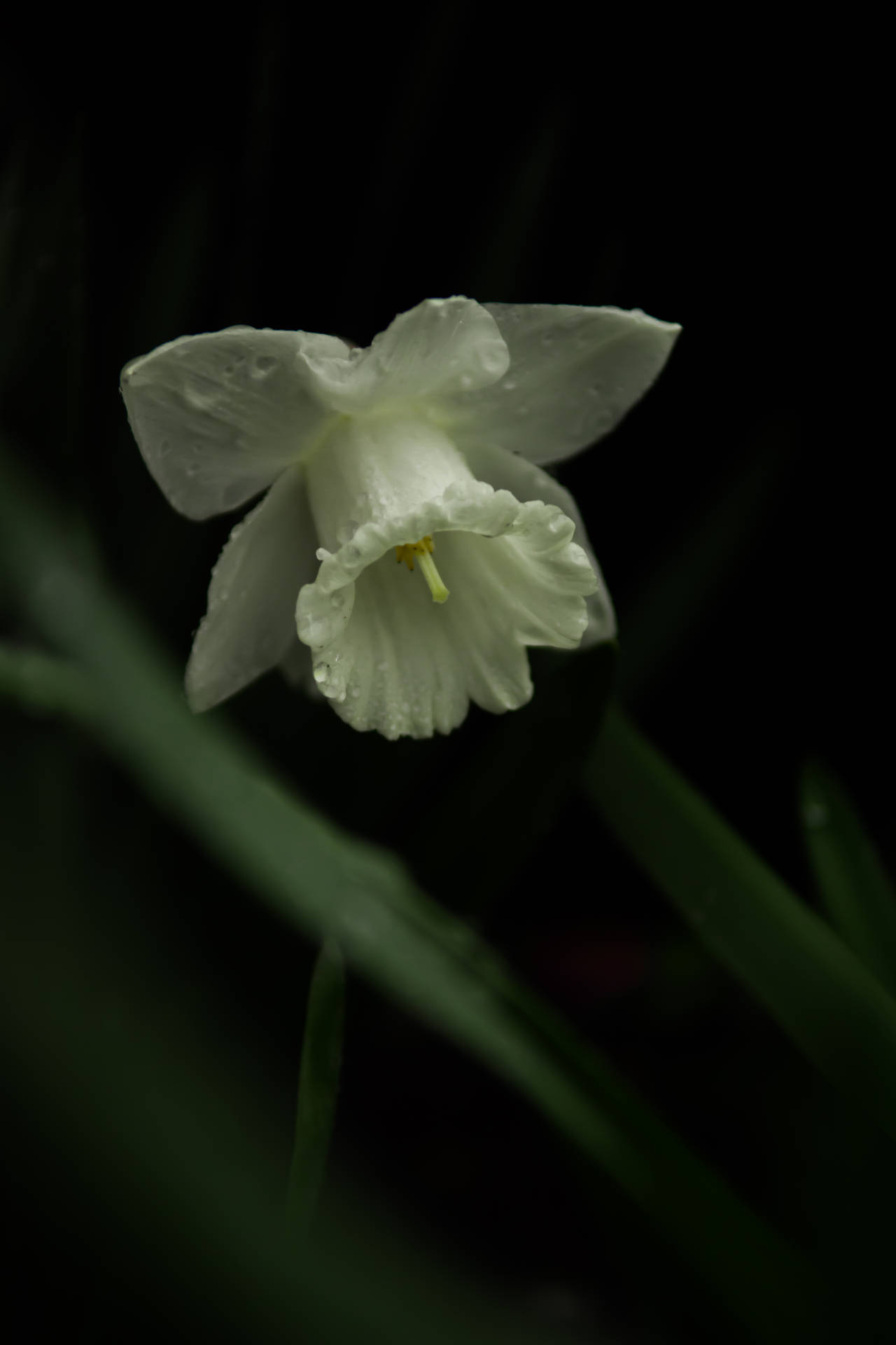 Monochrome White Daffodil