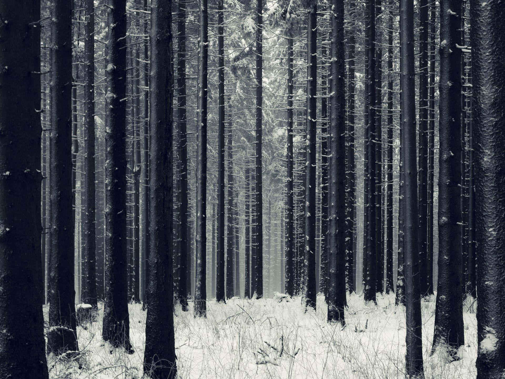 Monochrome Winter Forest Serenity Wallpaper