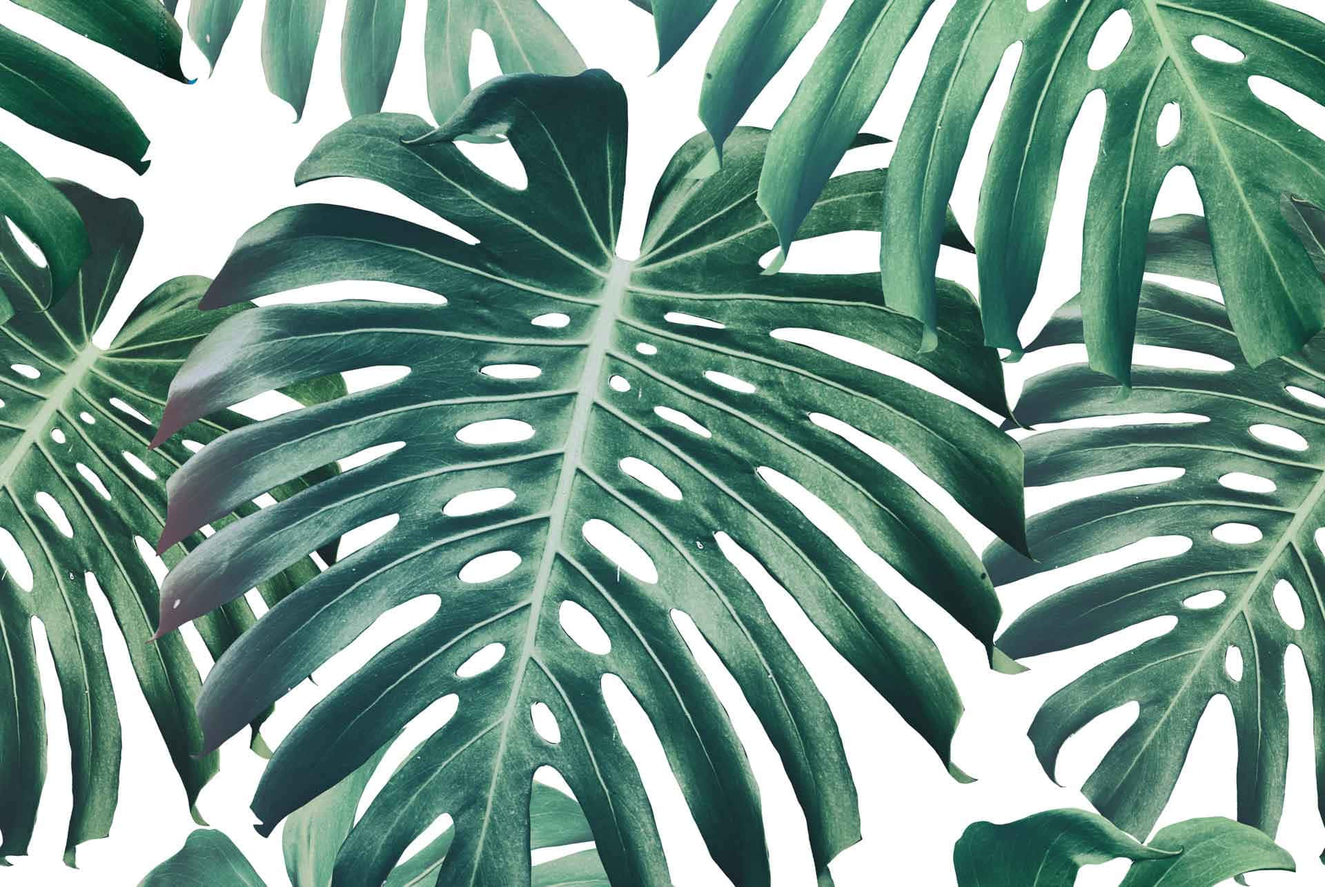Enjoy the beauty and tranquility of Monstera