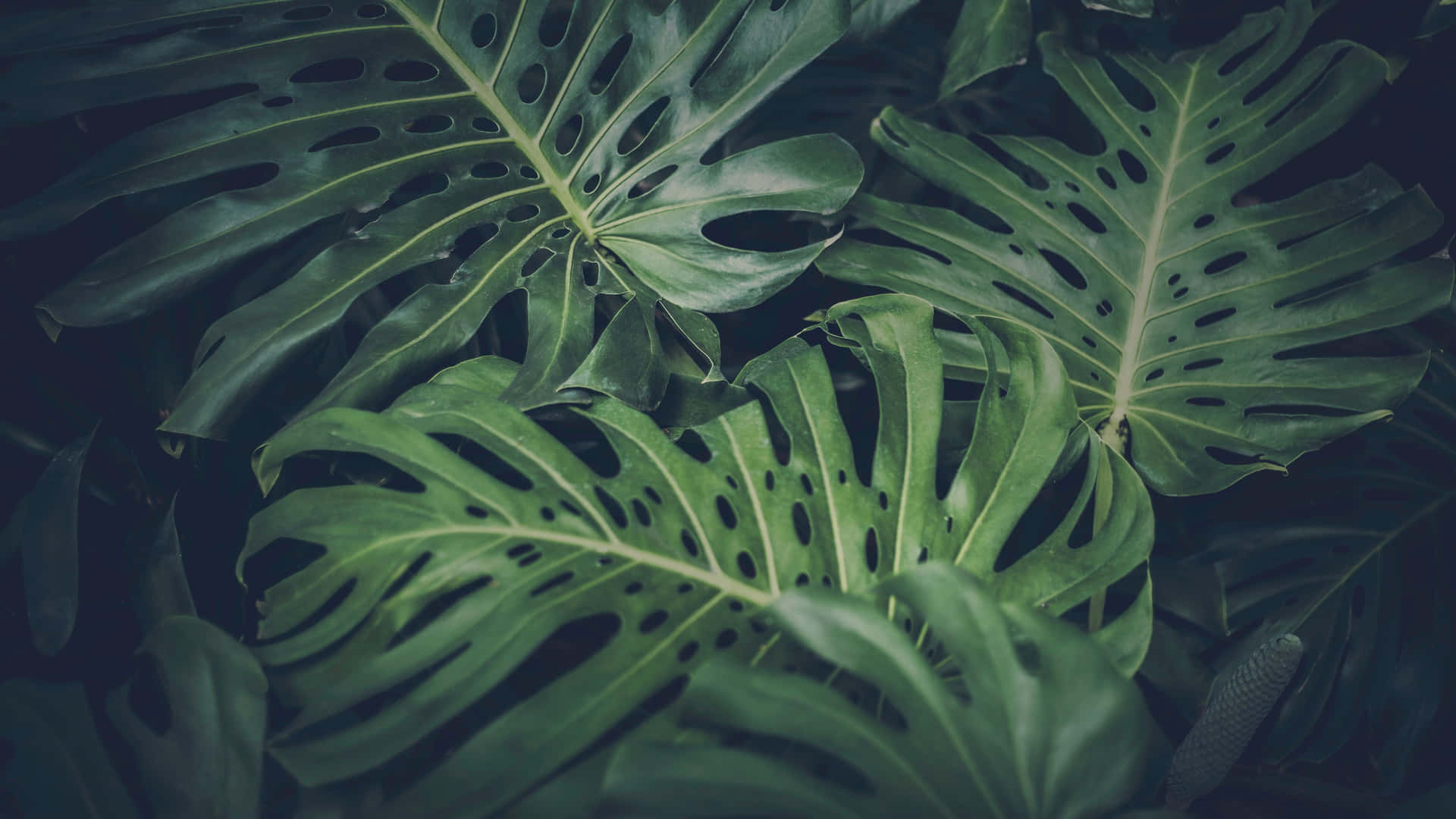Einelebhafte Monstera-pflanze Auf Einem Hintergrund Aus Grünpflanzen.