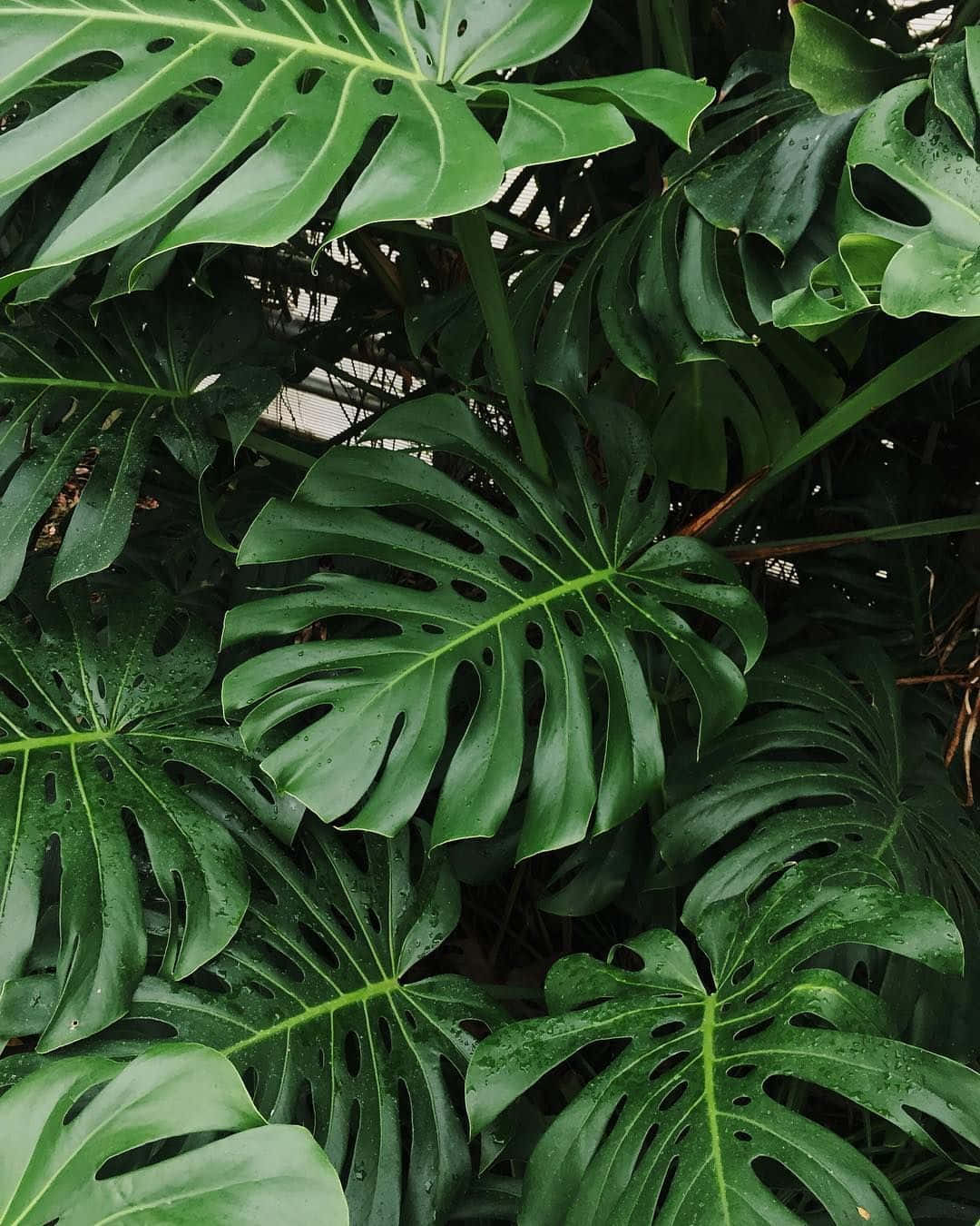 A lush growth of Monstera plants bring a strong presence of nature to every room.