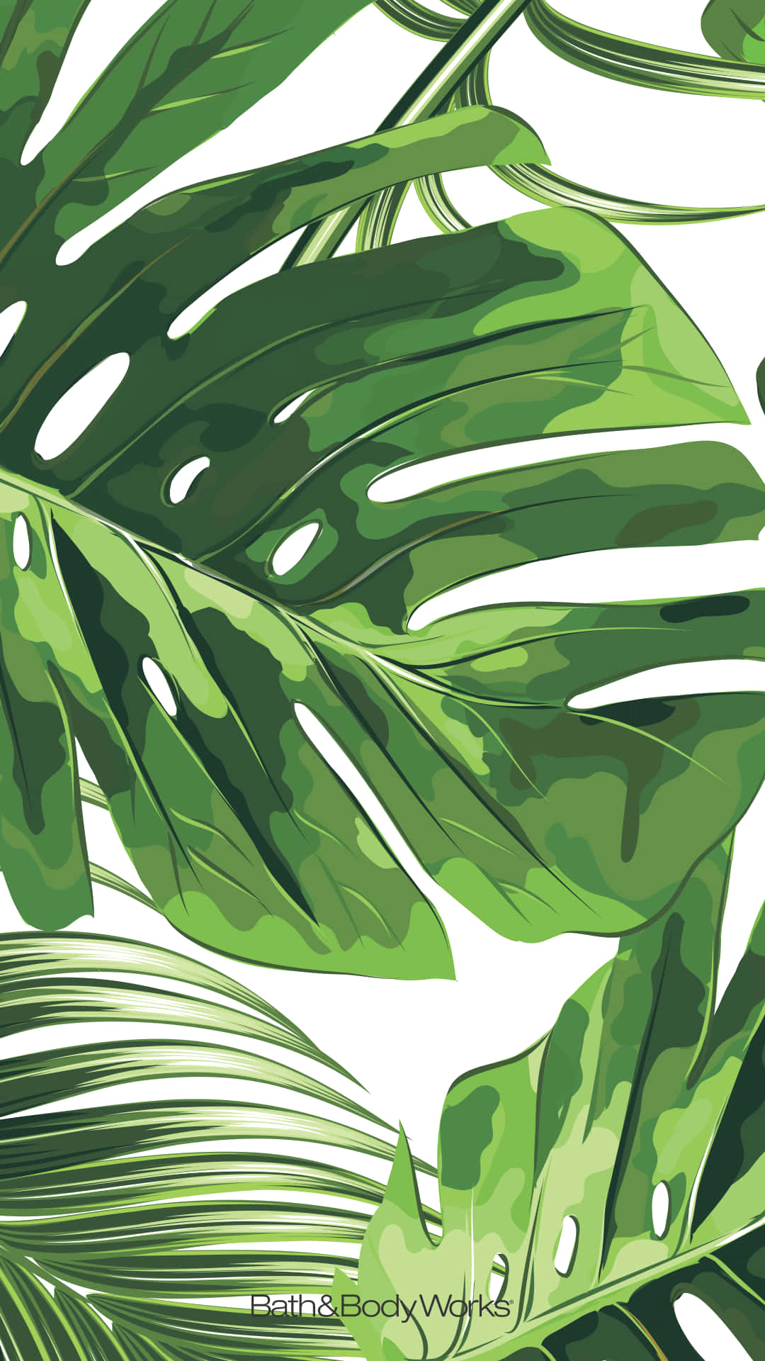 Enjoy Nature's Beauty with the Monstera Plant