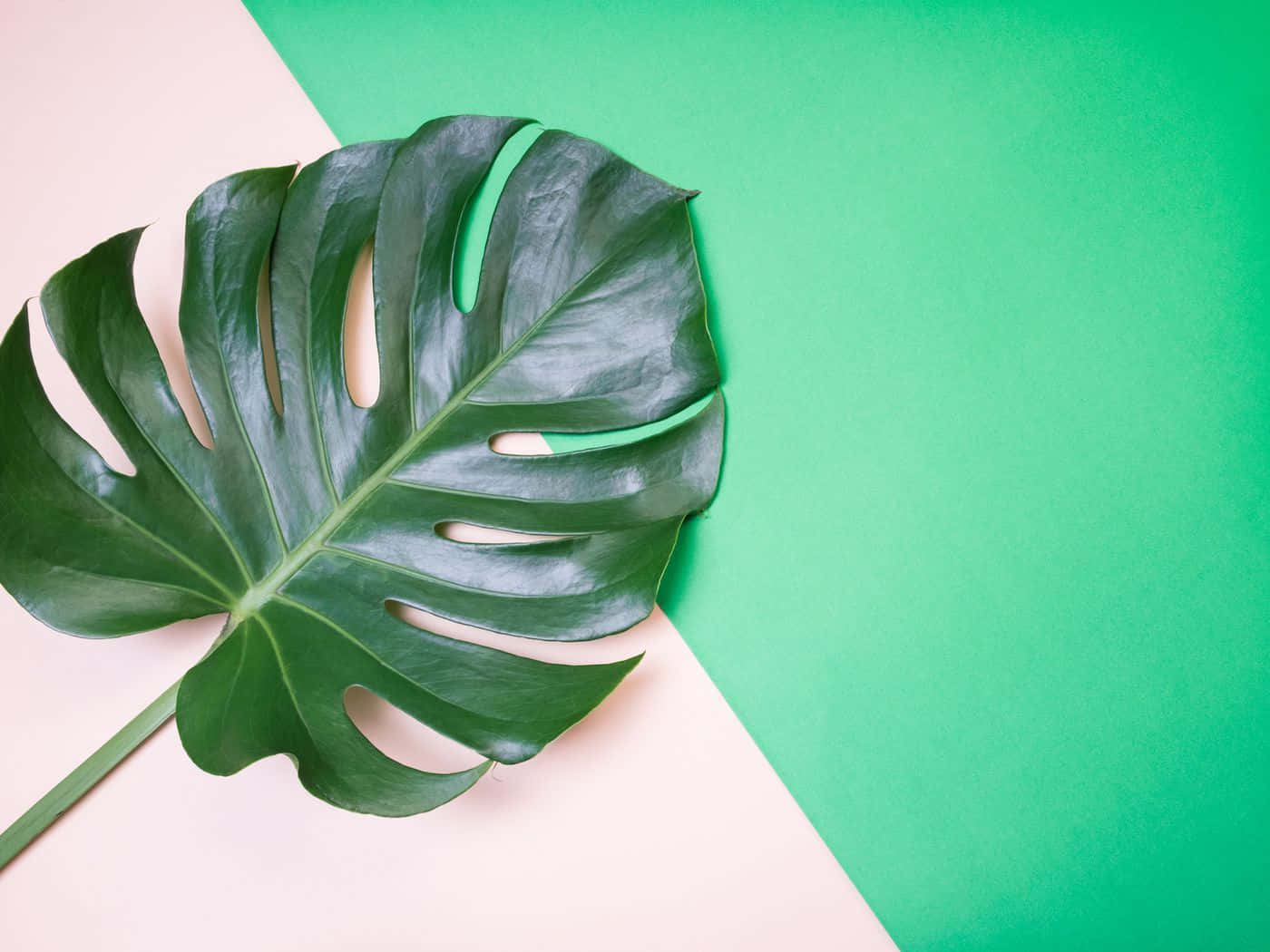 A Monstera Leaf On A Pink And Green Background