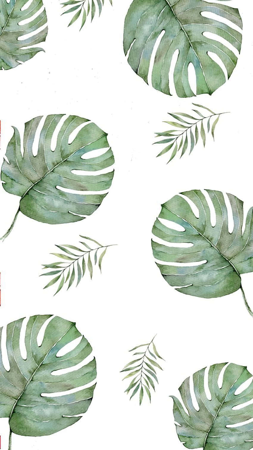 Monstera Cute Plant Leaves Wallpaper