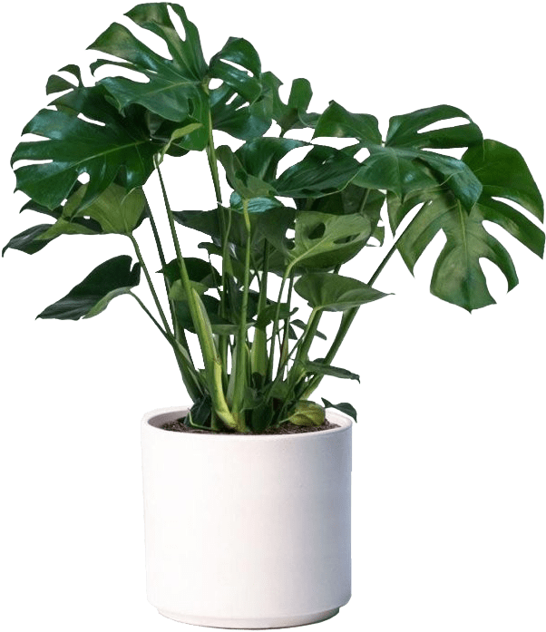 Monstera Deliciosa Indoor Plant Pot PNG