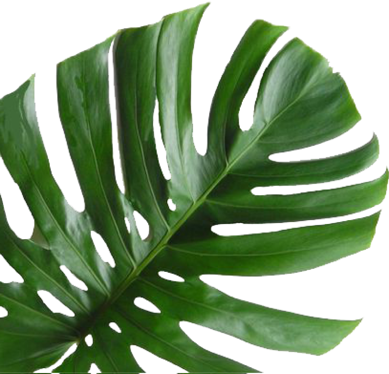 Monstera Deliciosa Leaf PNG