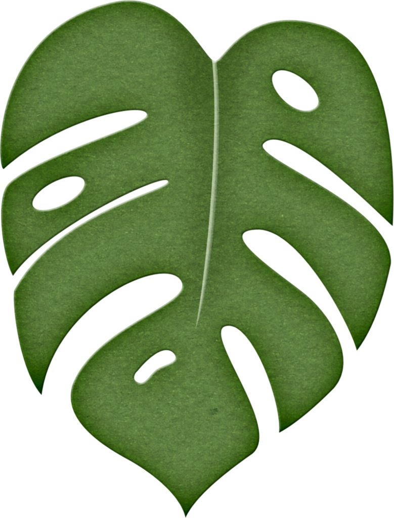 Monstera Deliciosa Leaf Illustration PNG