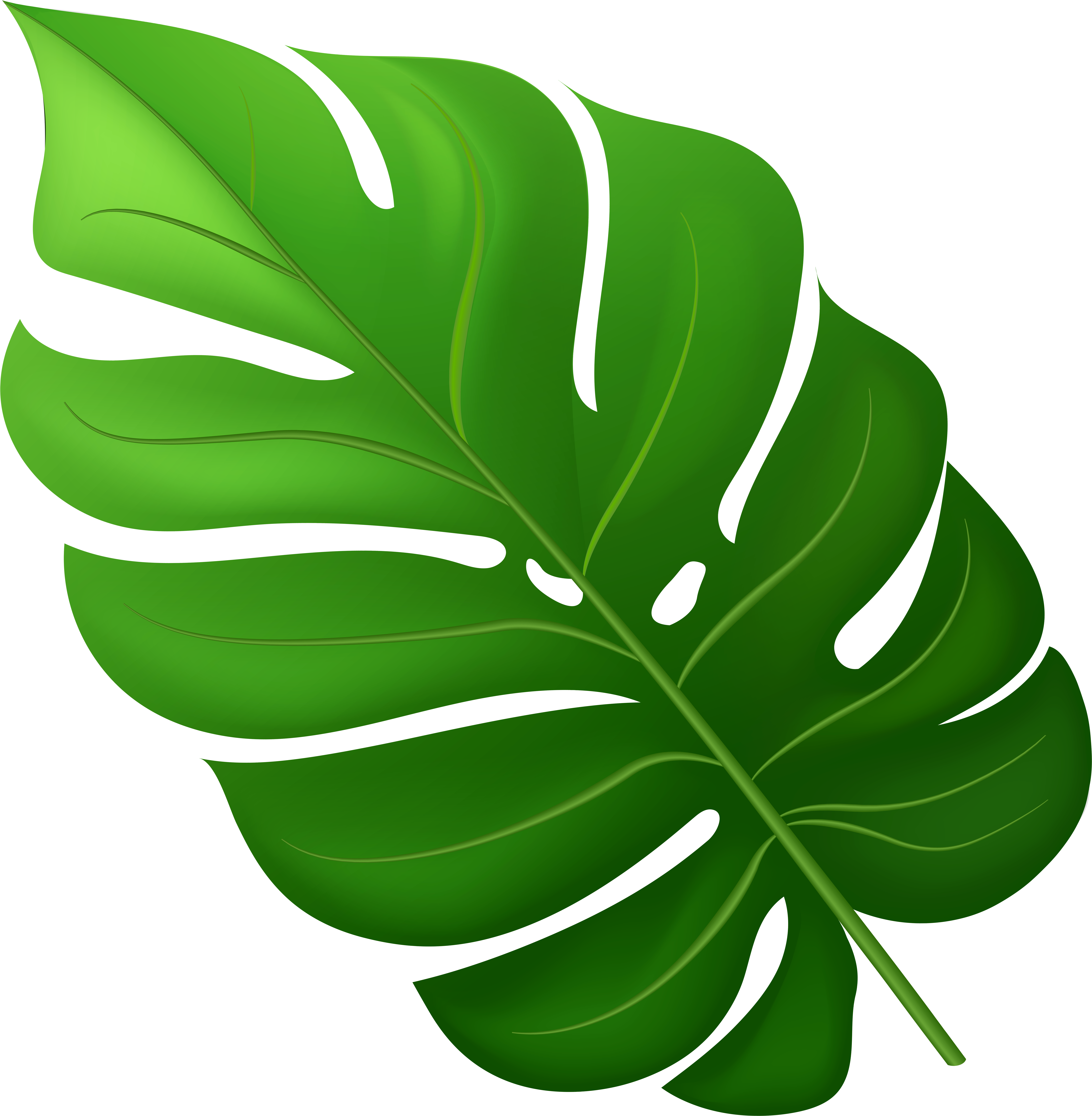 Monstera Deliciosa Leaf Illustration PNG