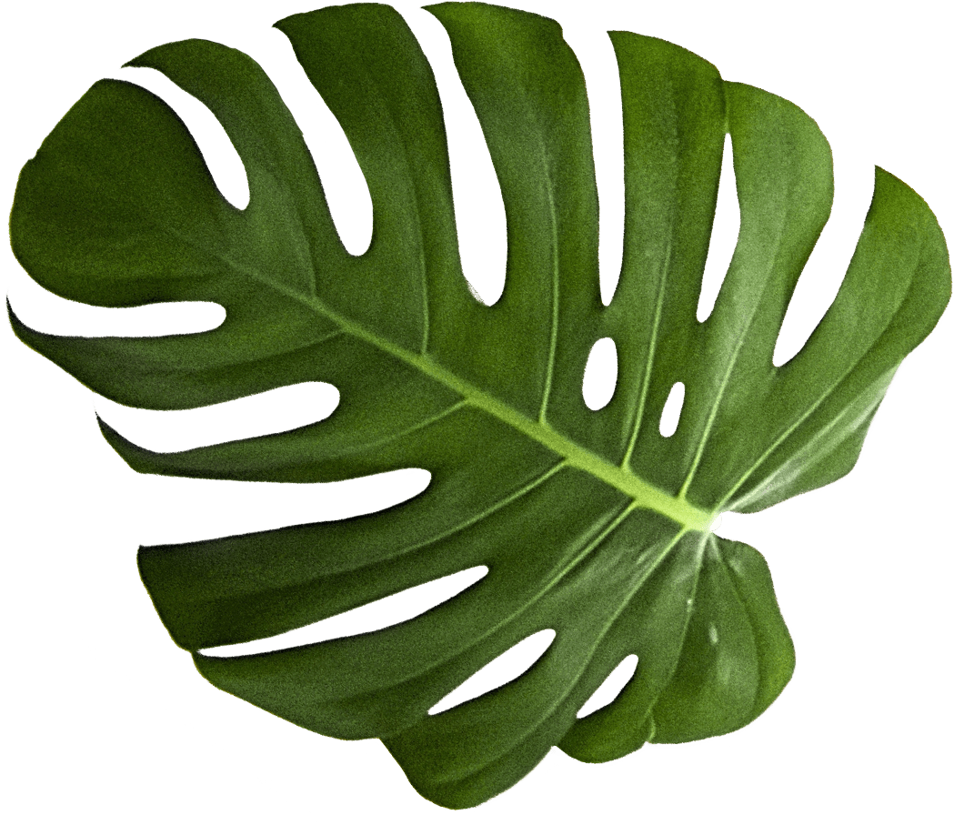 Monstera Deliciosa Leaf Isolated PNG