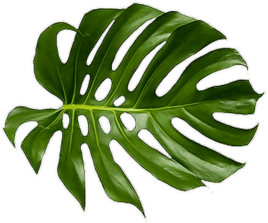 Monstera Deliciosa Leaf.png PNG