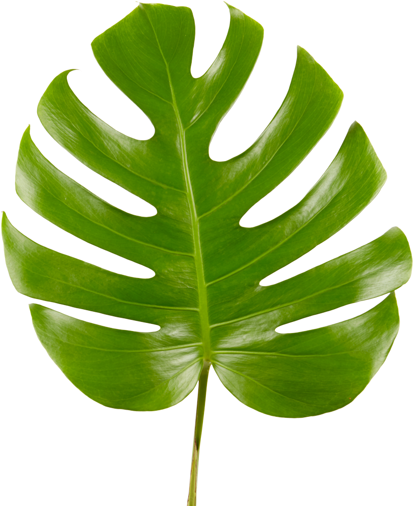 Monstera Deliciosa Leaf PNG