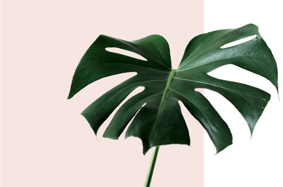 Monstera Deliciosa Leaf PNG