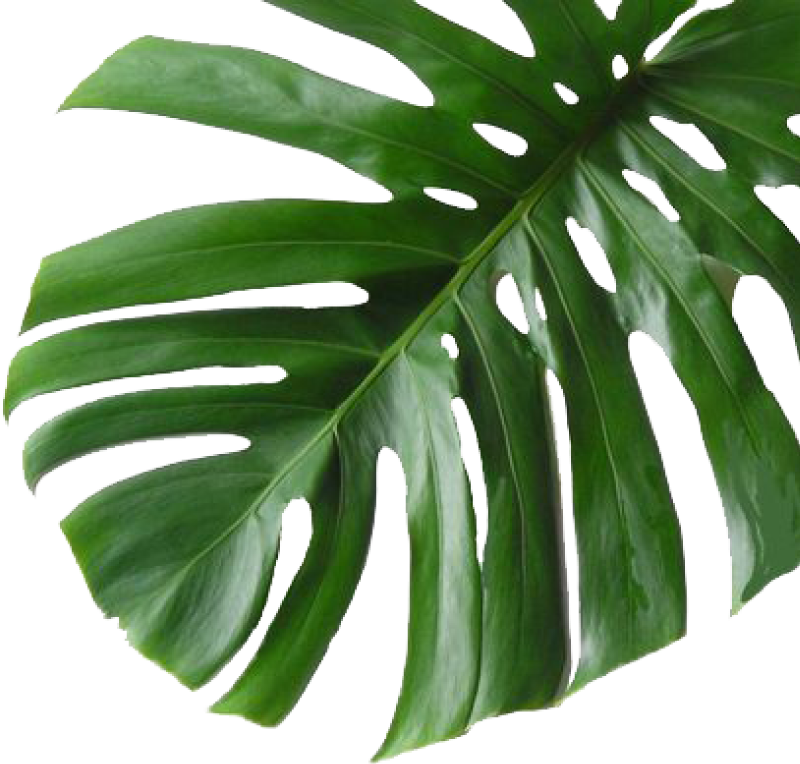 Monstera Deliciosa Leaf Transparent Background PNG