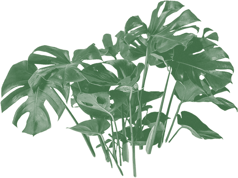 Monstera Deliciosa Leaves Transparent Background PNG