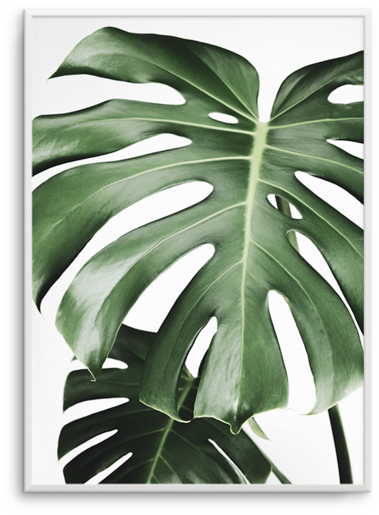 Monstera Leaf Art Print PNG