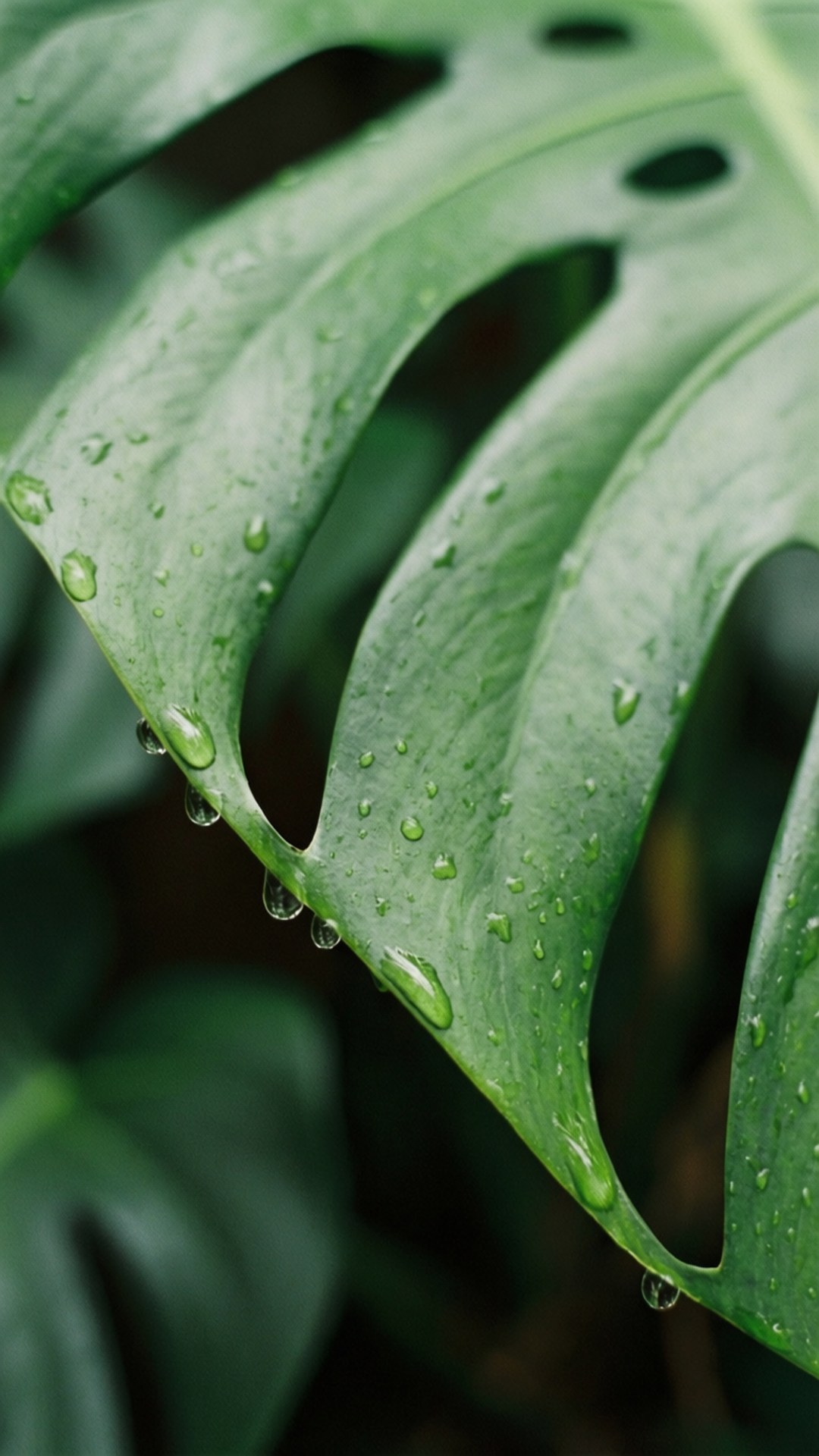 Monstera Leaf Edge Macro Bakgrunner
