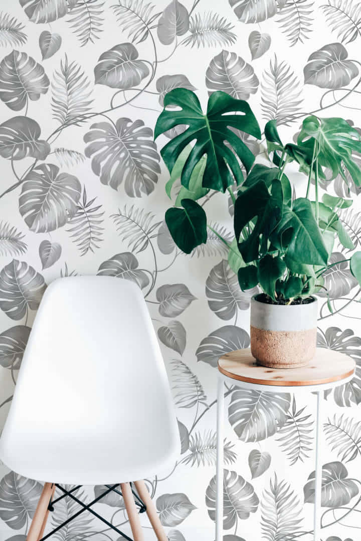 Monstera Leaf Home Plant On Table Portrait Wallpaper
