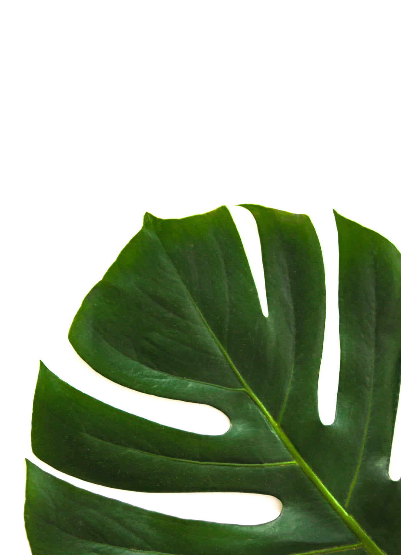Monstera Leaf Minimalist Green Wallpaper