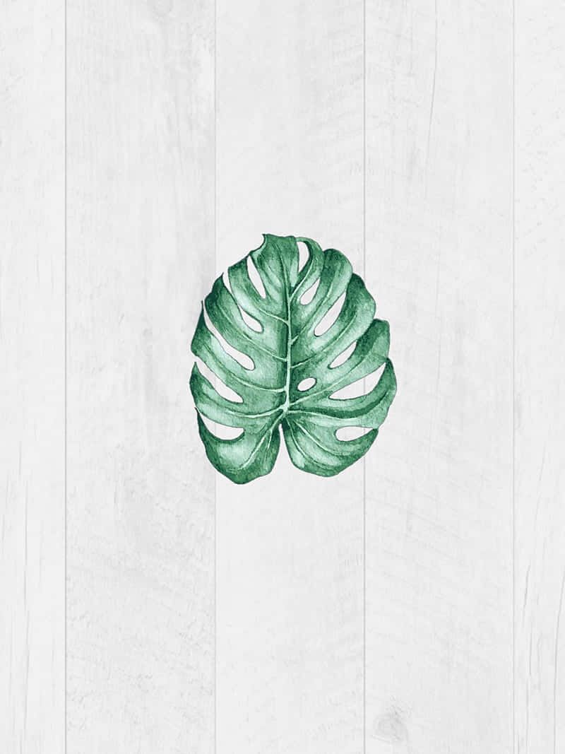 Monstera Leaf On White Planks Minimal Background Wallpaper