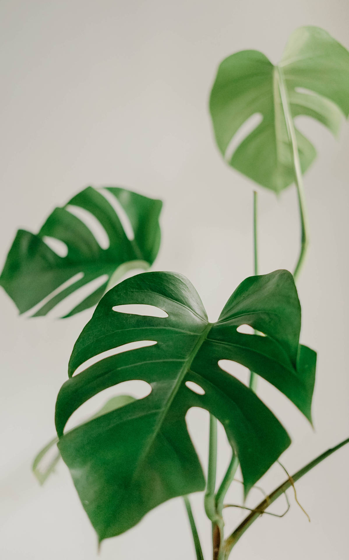 Monstera Leaves Plant Aesthetic Wallpaper