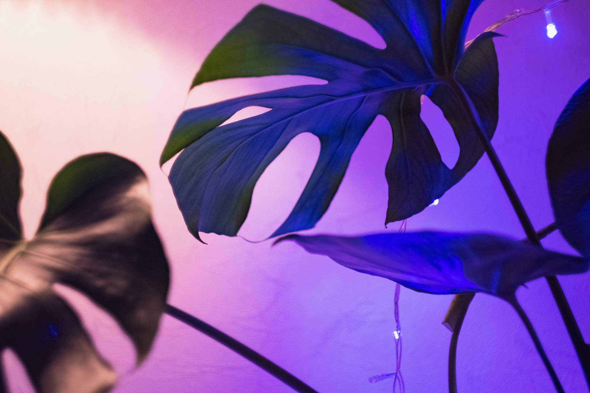 Monstera Leaves With Light Purple Lighting Background