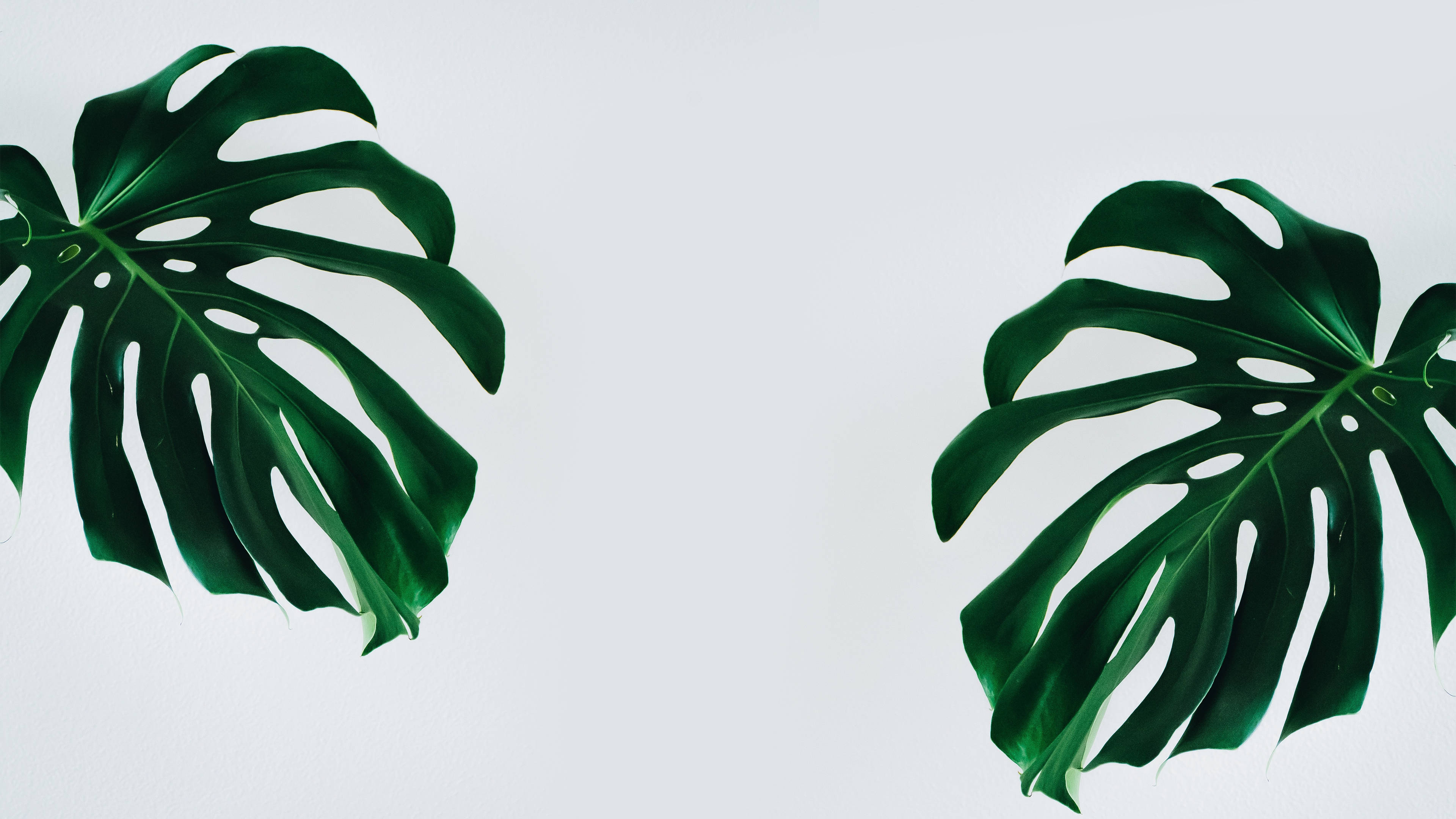 Monstera Minimalist Plant Leaves Wallpaper