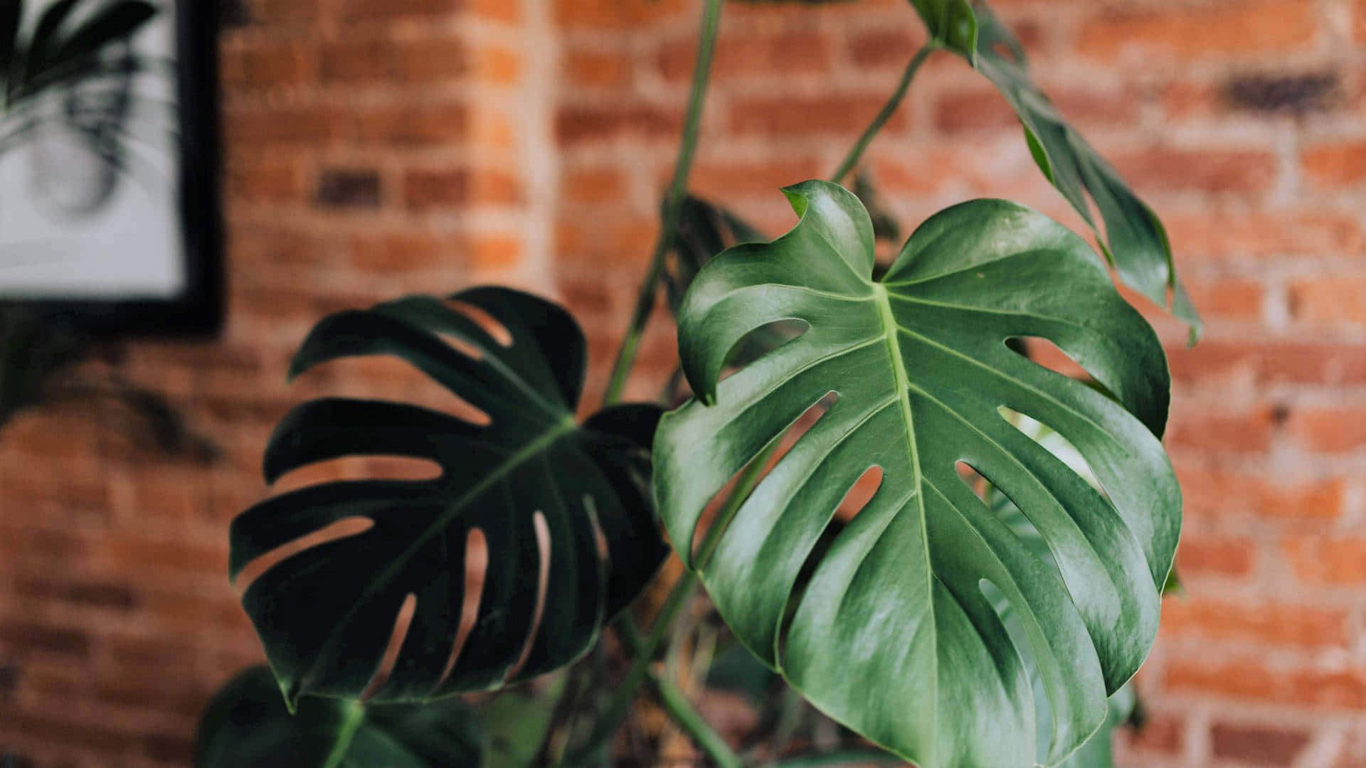 Stand out of the jungle with Monstera's lush green leaves