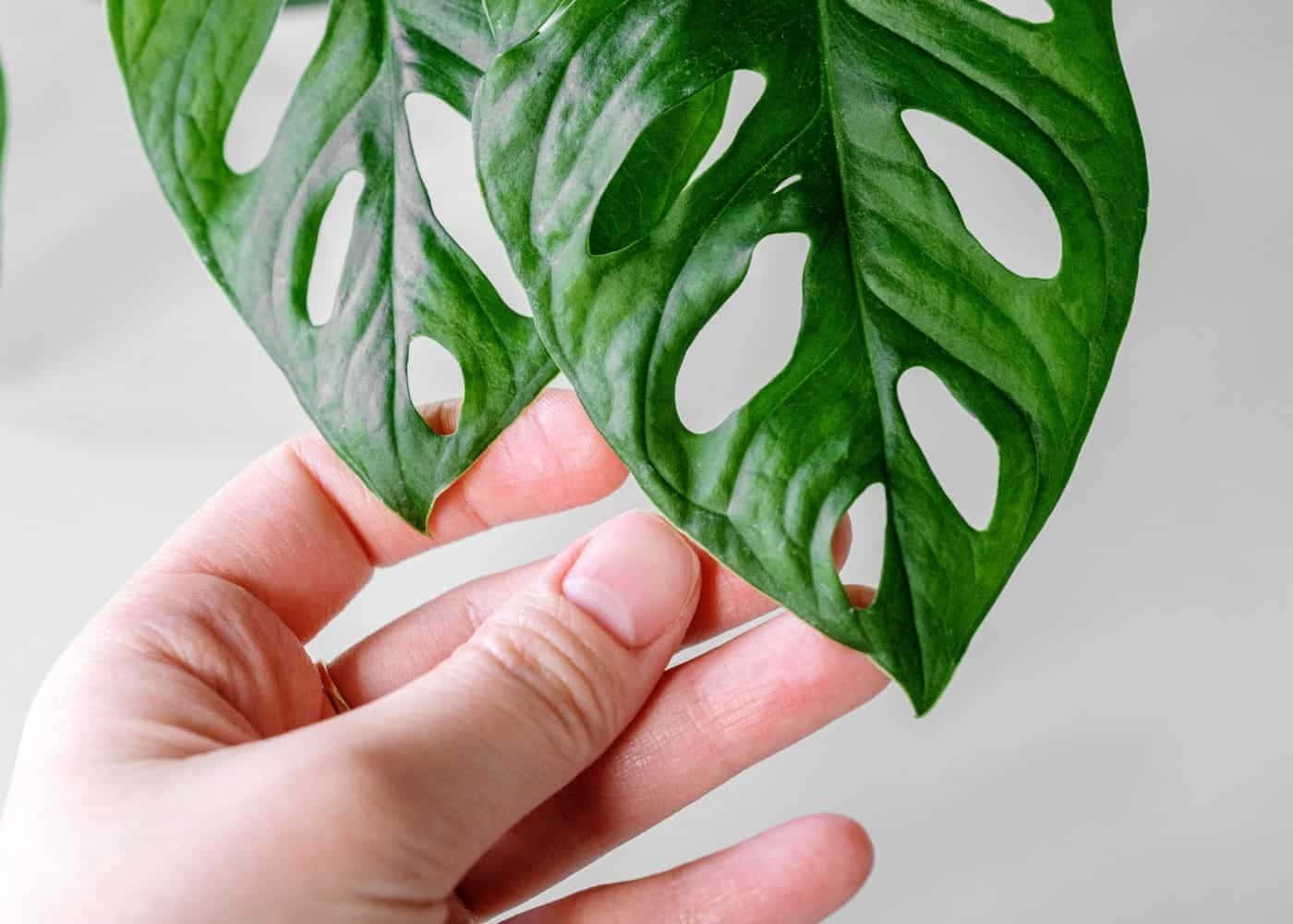 Majestic Monstera Leaves With Colorful Veins