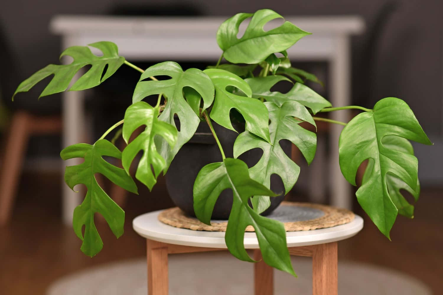 A Monstera Plant On A Small Stool