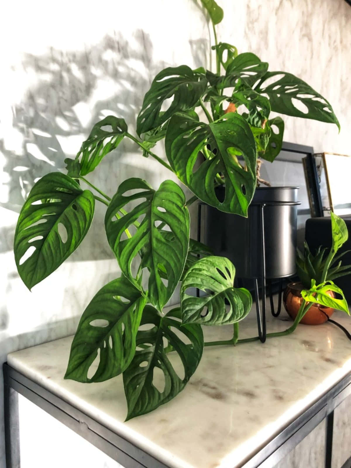Unlock Nature's Beauty with a Lush Monstera Plant