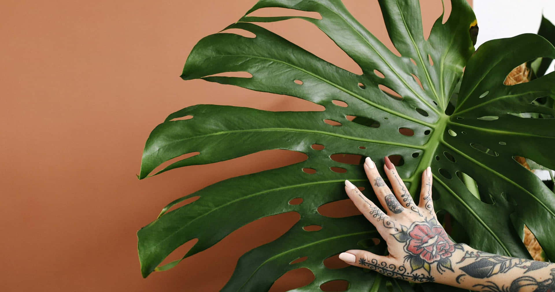 Monstera Leaves Temporary Tattoo  Storm and Sky Shoppe