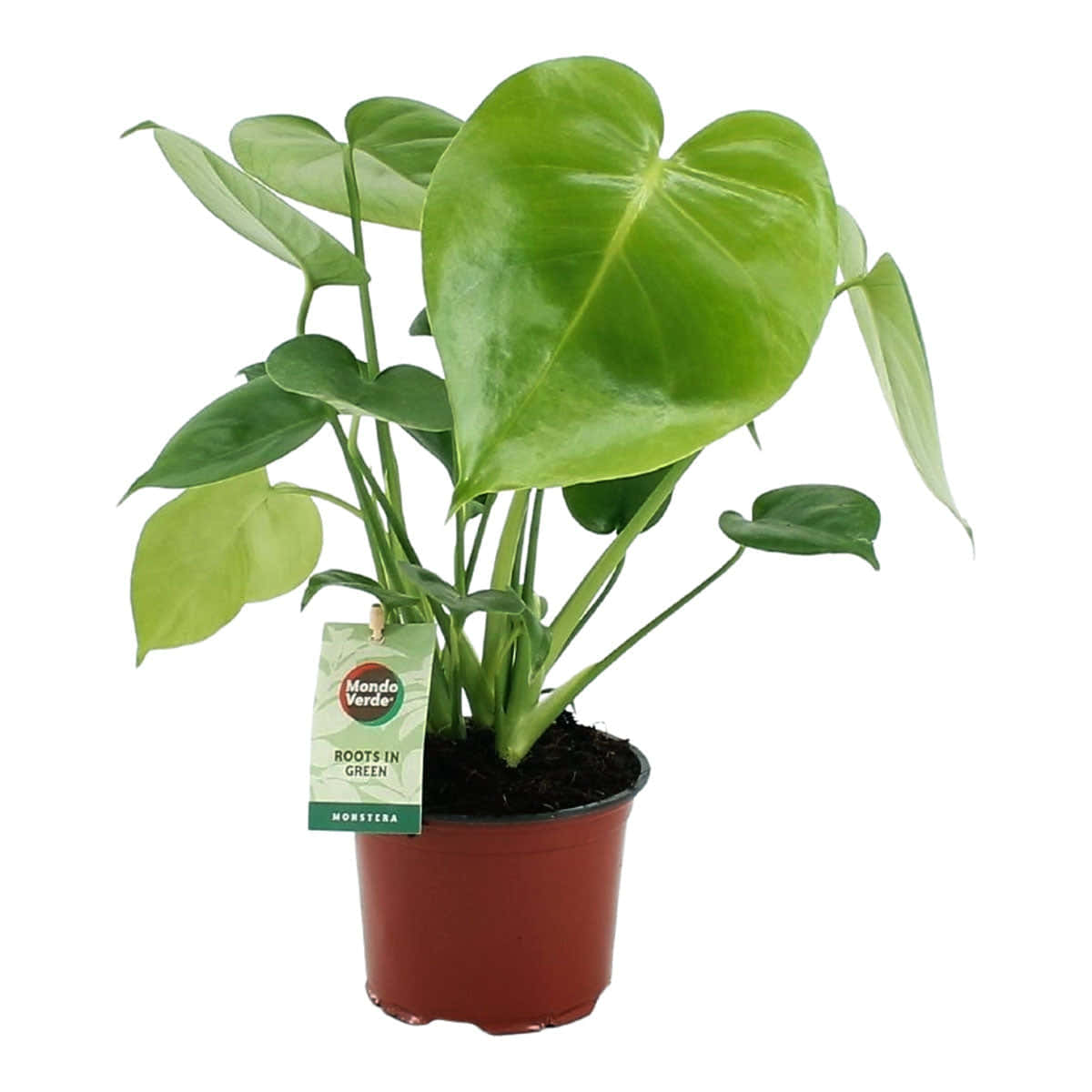 A Plant With Green Leaves In A Pot