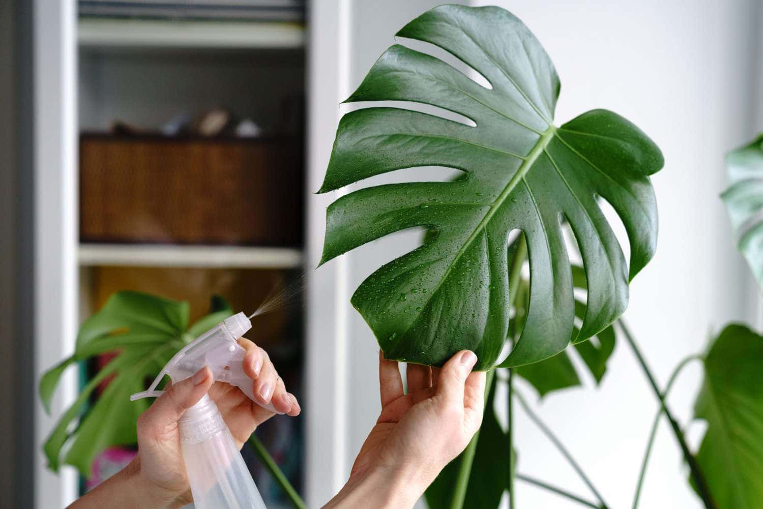 A Person Is Putting A Piece Of Plastic On A Monstera Plant